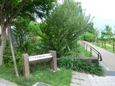 太子堂円泉ヶ丘公園の画像1