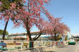 幼稚園 第二ますお幼稚園