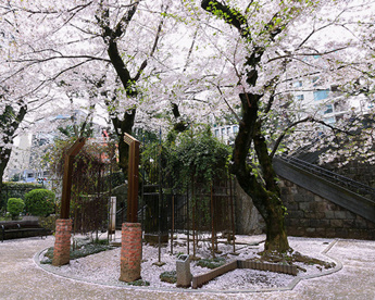 乃木公園の画像1