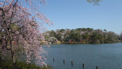 洗足池公園の画像1
