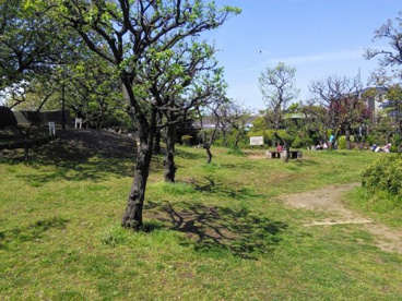 桜梅公園の画像1