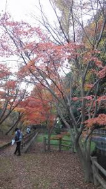 泉ケ丘2号緑地の画像1