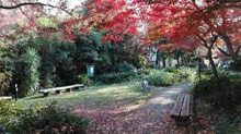 中野区立江原屋敷森緑地