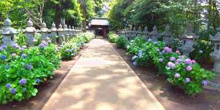 公園 善福寺川大花壇