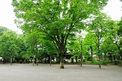 江原公園の画像1