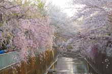 公園 杉並区立藤和緑地