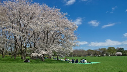 水元公園の画像1