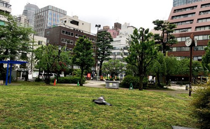 南桜公園の画像1