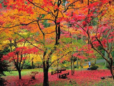 東郷公園の画像1