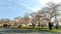 向原中央公園