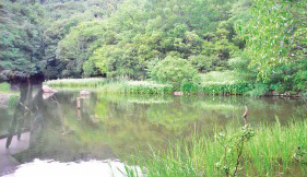 桂坂野鳥遊園の画像2