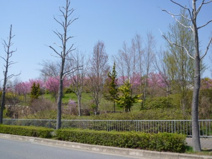 桂坂公園