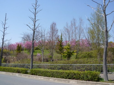 桂坂公園の画像1