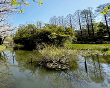 善福寺池 下の池