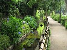 公園 六郷用水跡