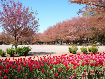 鴻巣公園の画像1