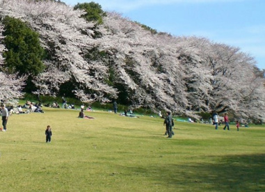 砧公園の画像1