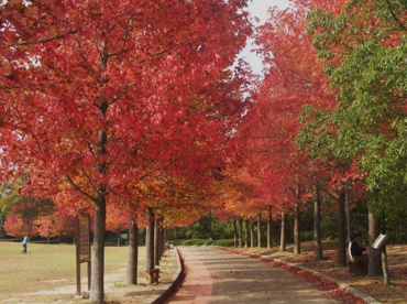 三木山森林公園の画像1