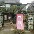 成鯛