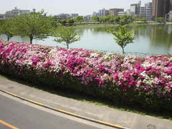 水賀池公園の画像1
