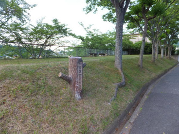 南青葉台第2緑地の画像1