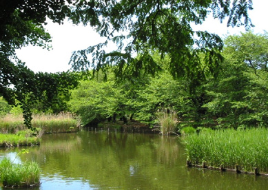 善福寺公園の画像1