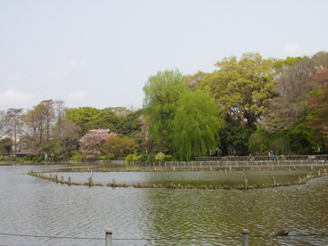 善福寺公園の画像2