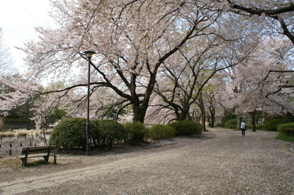 善福寺公園の画像3