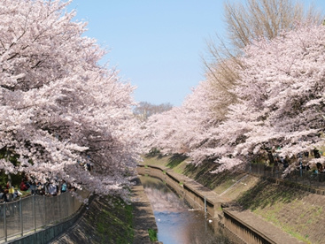 善福寺川の画像1
