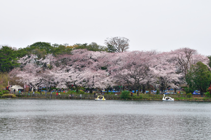 洗足池公園の画像1