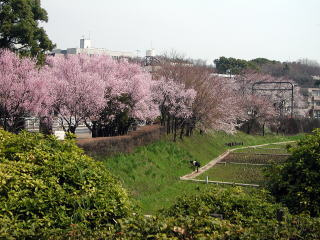 駒場野公園の画像1