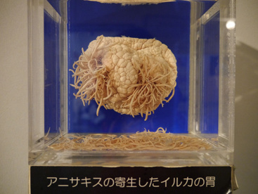 目黒寄生虫館の画像2