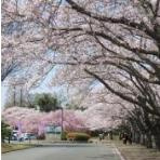 東海村阿漕ケ浦運動公園の画像1