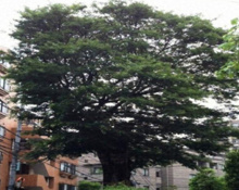 善光寺坂のムクノキ