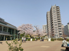 公園 平塚公園