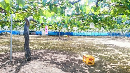 田中ぶどう園の画像1
