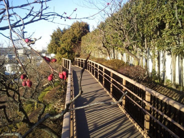 池上梅園公園の画像1