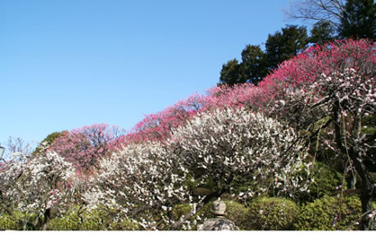 池上梅園公園の画像2