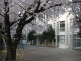 桜幼稚園