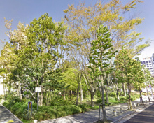 公園 港区保護樹林