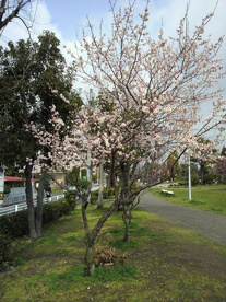 緩衝緑地公園の画像1
