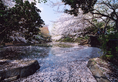 馬橋公園の画像1