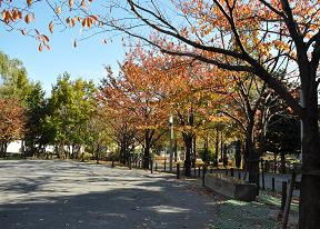 めぐろ区民キャンパス公園の画像1
