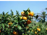 海印寺みかん園