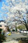 西品川おさんぽ公園の画像1