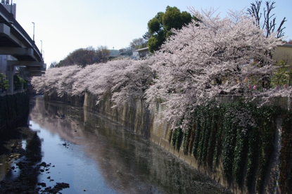 江戸川公園の画像1