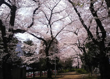 玉川上水旧水路 幡ヶ谷緑道