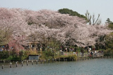 洗足池公園