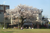 新宿区立富久さくら公園