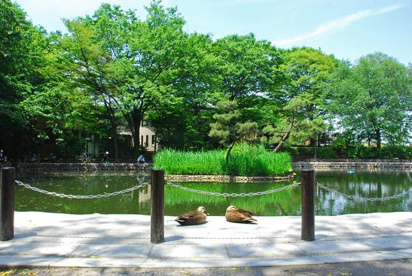 赤塚溜池公園の画像1